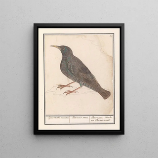Anselmus Botius de Boodt - Spreeuw Sturnus vulgaris.webp