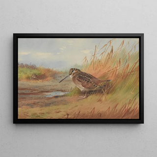 Archibald Thorburn - A Woodcock.webp