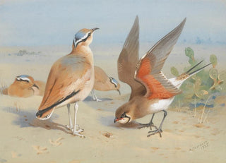 Archibald Thorburn - Cream Coloured Courser And Pratincole.webp