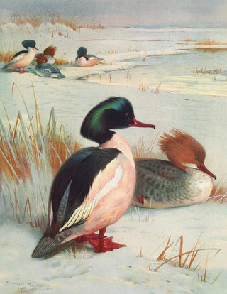 Archibald Thorburn - Goosander.webp