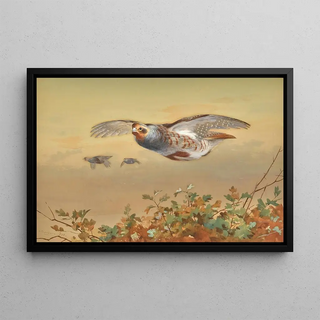 Archibald Thorburn - Partridge In Flight.webp