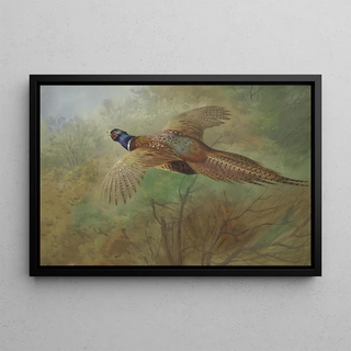 Archibald Thorburn - Pheasant In Flight.webp