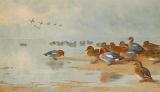 Archibald Thorburn - Wigeon And Teal By The Waters Edge.webp