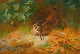 Archibald Thorburn - Woodcock.webp