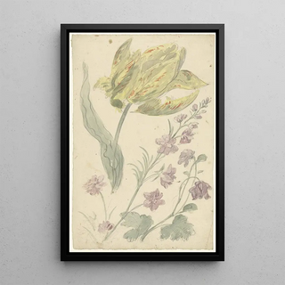 Elias van Nijmegen - Studie van een gele tulp en een andere plant.webp