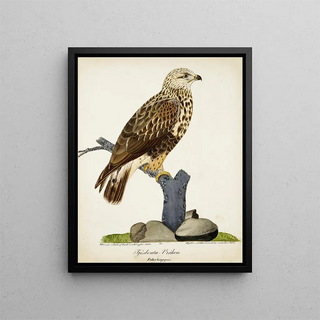 Ferdinand von Wright - RoughLegged Buzzard.webp