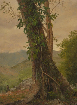 Frederic Edwin Church - Tree with Vines Jamaica West Indies.webp