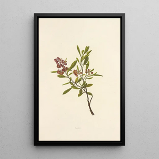 Isabella McHutcheson Sinclair - Aalii.webp