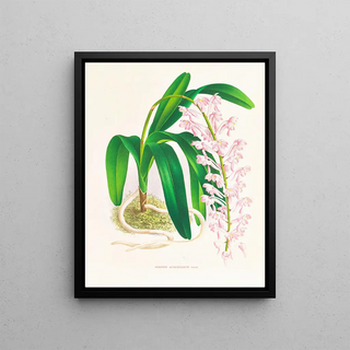 Jean Jules Linden - Aerides augustianum.webp