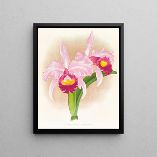 Jean Jules Linden - Cattleya Trianae var purpurata.webp