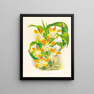 Jean Jules Linden - Chysis aurea.webp