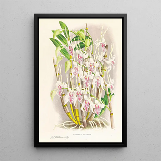 Jean Jules Linden - Dendrobium stratiotes.webp