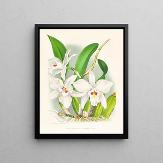 Jean Jules Linden - Laelia anceps var hyeana.webp