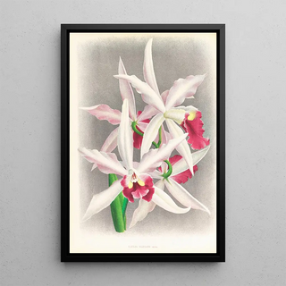 Jean Jules Linden - Laelia elegans.webp