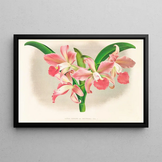 Jean Jules Linden - Laella elegans var houtteana.webp