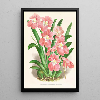 Jean Jules Linden - Odontoglossum Vexillarium.webp