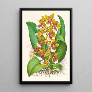 Jean Jules Linden - Oncidium Lannceanum.webp