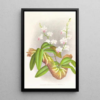 Jean Jules Linden - Phalaenopsis esmeralda var candidula.webp