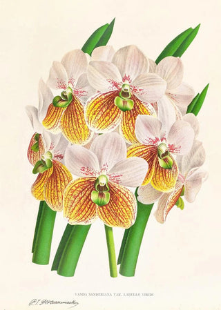 Jean Jules Linden - Vanda Sanderiana var Labello Viridi.webp
