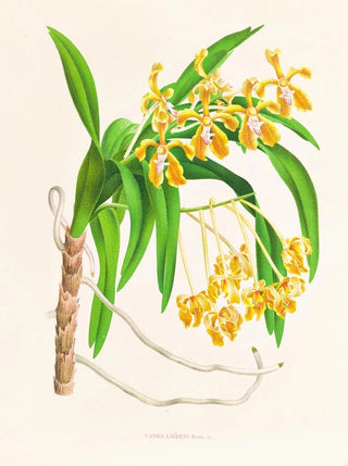 Jean Jules Linden - Vanda lindeni.webp