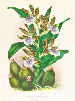 Jean Jules Linden - Zygopetalum intermedium.webp