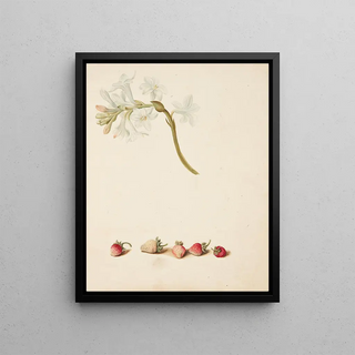 Johanna Fosie - Studie af blomst og jordbr.webp