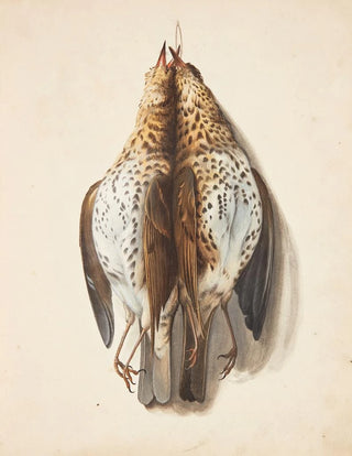 Johanna Fosie - Studie af to dde sangdrosler.webp