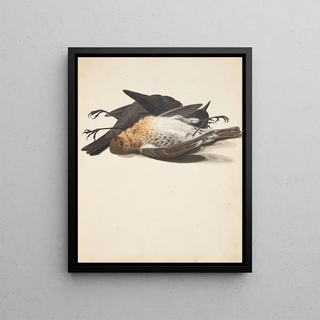 Johanna Fosie - Studie af to dde solsorte han og hun liggende.webp