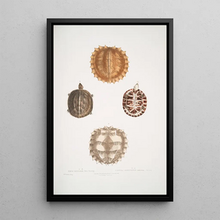 John Edward Gray - 1 2 Spinose Terrapin Emys spinos 3 4 Amborna Box Tortoise Cistuda amboinensis.webp