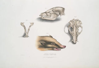 John Edward Gray - Collared Civet Bear Mydaus collaris Skull and head.webp