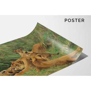 Lions jouant - Wilhelm Kuhnert | Reproduction Tableau Décoration murale affiche copie