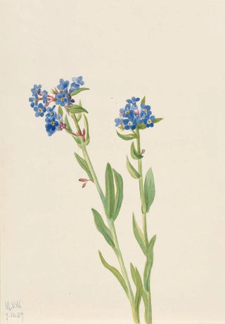 Mary Vaux Walcott - Alpine ForgetMeNot Myosotis alpestris.webp