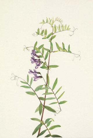 Mary Vaux Walcott - American Vetch Vicia americana.webp