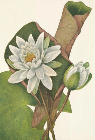 Mary Vaux Walcott - American Waterlily Castalia odorata.webp