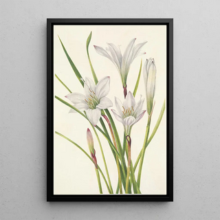 Mary Vaux Walcott - Atamascolily Atamosco atamasco (Case Conflict).webp