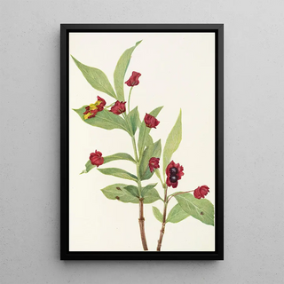 Mary Vaux Walcott - Bearberry Honeysuckle Lonicera involucrata.webp