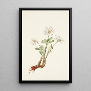 Mary Vaux Walcott - Bloodroot Sanguinaria canadensis.webp