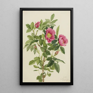 Mary Vaux Walcott - Bourgeau Rose Rosa bourgeauiana.webp