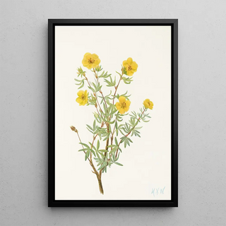 Mary Vaux Walcott - Bush Cinquefoil Potentilia fruticosa.webp