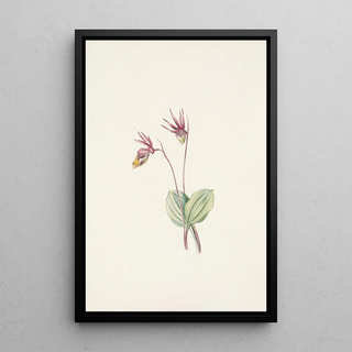 Mary Vaux Walcott - Calypso Cytherea bulbosa.webp