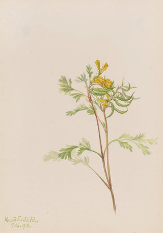 Mary Vaux Walcott - Capnoides aureum.webp