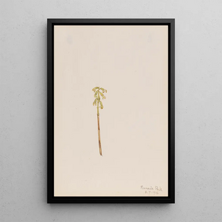 Mary Vaux Walcott - Corathorhiza corallorhiza.webp