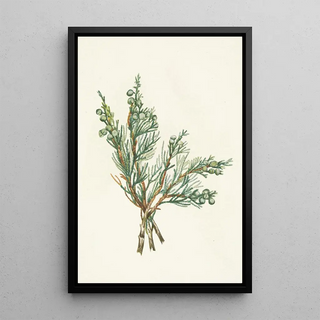 Mary Vaux Walcott - Creeping Juniper Juniperus horizontalis.webp