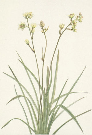 Mary Vaux Walcott - Deathcamas Zygadenus elegans.webp