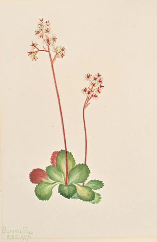 Mary Vaux Walcott - Evergreen Saxifrage Leptarrhena pyrolifolia.webp