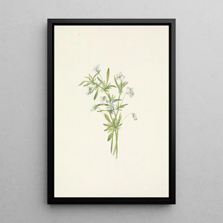 Mary Vaux Walcott - Field Violet Viola rafinesquii.webp