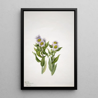 Mary Vaux Walcott - Fleabane Erigeron macranthus.webp