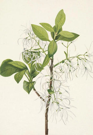 Mary Vaux Walcott - Fringe Tree Chionanthus virginica.webp