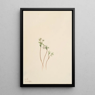 Mary Vaux Walcott - Harbinger of Spring Erigenia bulbosa.webp