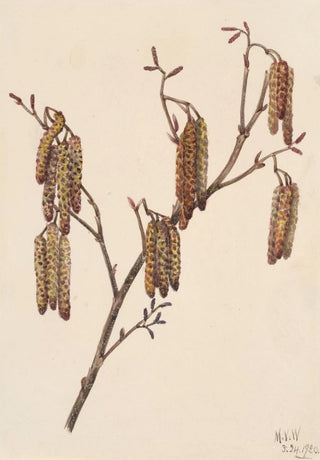 Mary Vaux Walcott - Hazel Alder Alnus regosa.webp